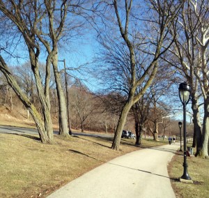 Kelly Drive curves and trees