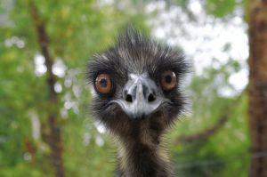 emu funny photo