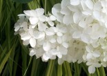 white flowers
