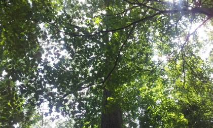 sun through the trees