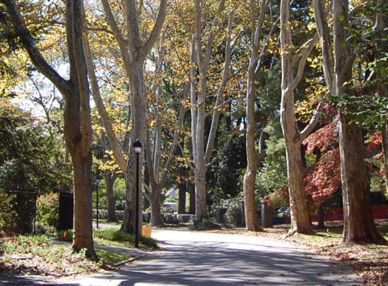 sycamore lane cropped