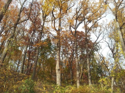 gorgeous Fall meditation