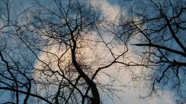 dream clouds above tree tops
