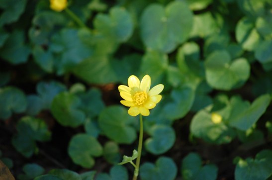 perect yellow flowwer