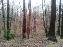 wonderland